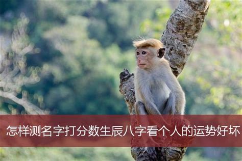 姓名八字|靈匣網姓名測驗打分